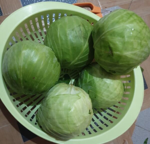 Cabbage (500 gm) patta Gobhi / band gobhi / पत्ता गोभी
