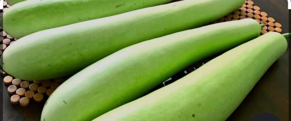 Lauki ( लौकी ) / bottle guard (500 gm)