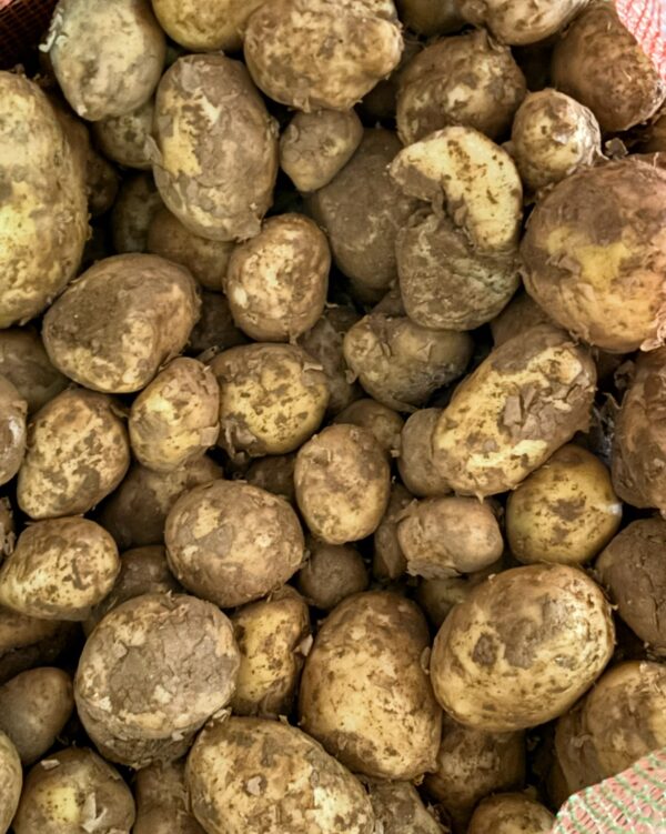 Potato(1 kg) / आलू 🥔/ नए आलू